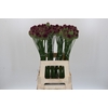 Allium Sphaerocephalon
