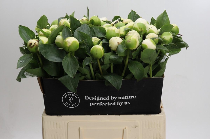 <h4>Paeonia Bridal Gown</h4>