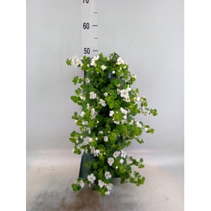 Perkplanten   ...sorted   [Bedding]