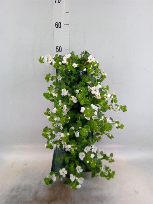 <h4>Perkplanten   ...sorted   [Bedding]</h4>