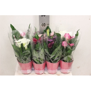Zantedeschia Gemengd Potcover