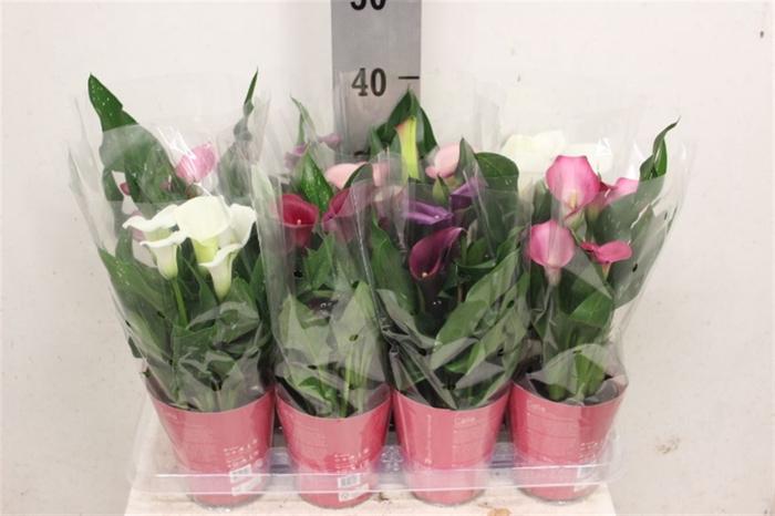 <h4>Zantedeschia Gemengd Potcover</h4>