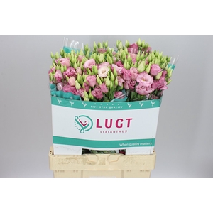 Eust Du Alissa L Pink