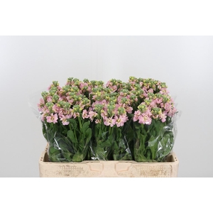 Matth St Antiqu Rose