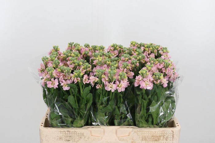 <h4>Matth St Antiqu Rose</h4>