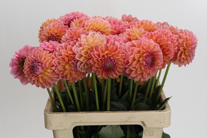 <h4>Dahlia Linda's Baby</h4>