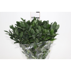 FOLHAGEM RUSCUS 060 CM