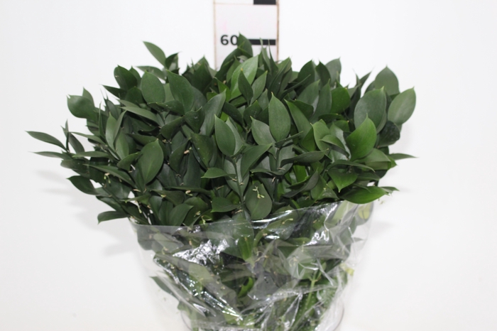 <h4>FOLHAGEM RUSCUS 060 CM</h4>