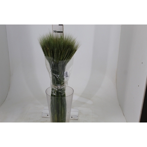 FOLHAGEM TRIGO VERDE
