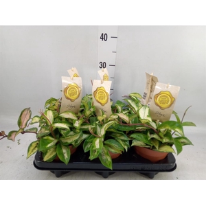 Hoya carnosa 'Tricolor'