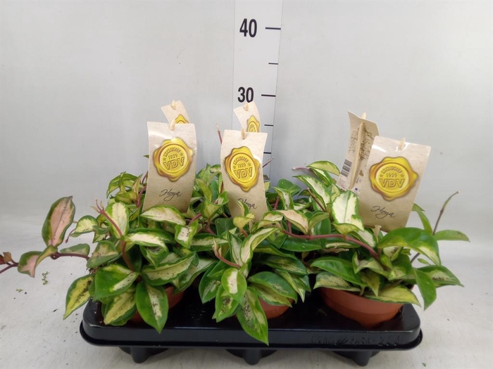 <h4>Hoya carnosa 'Tricolor'</h4>