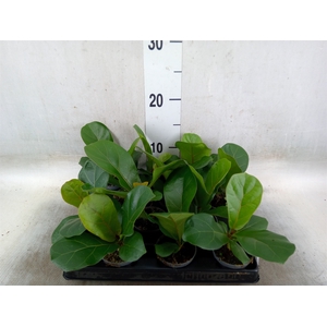 Ficus lyrata