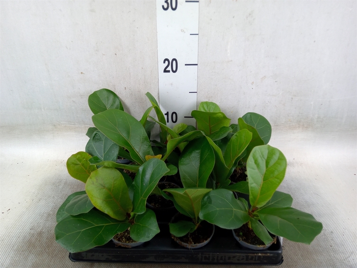 <h4>Ficus lyrata</h4>