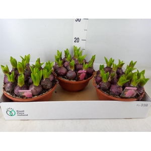 Hyacinthus orie. 'Pearl Pink'