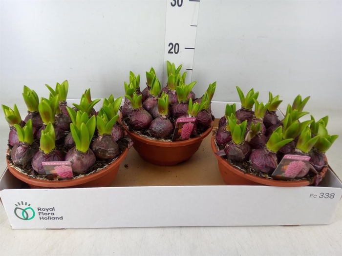 <h4>Hyacinthus orie. 'Pearl Pink'</h4>