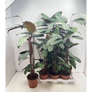 CTENANTHE COMPACTSTA