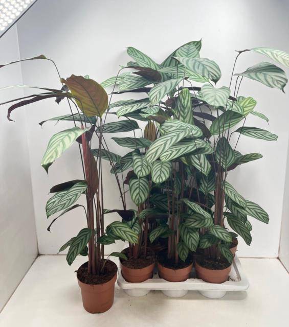<h4>CTENANTHE COMPACTSTA</h4>