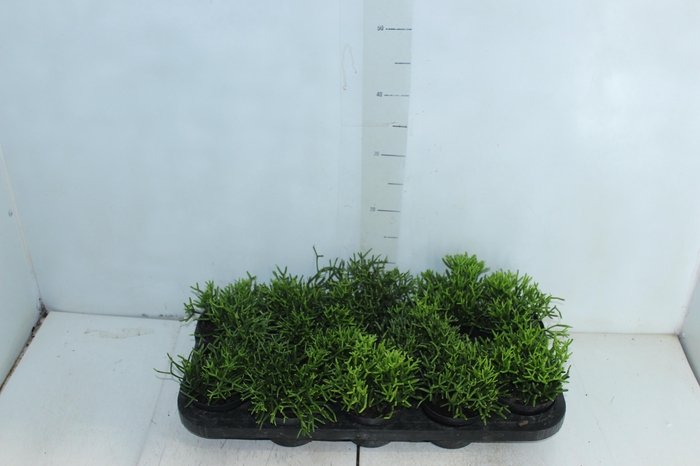<h4>RHIPSALIS P11</h4>