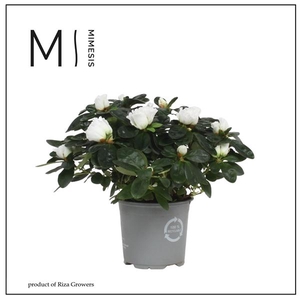 Mimesis Azalea - 13cm Wit