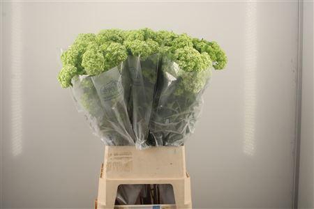 <h4>Viburnum Roseum St 4+</h4>