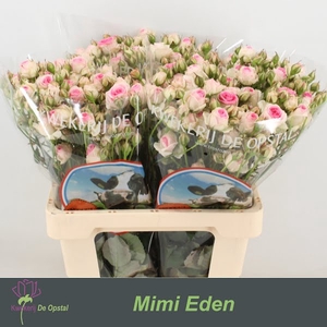 R Tr Mimi Eden Opstal