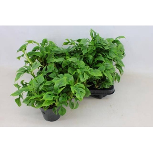 Monstera deliciosa Piccolo 12Ø 30cm 1pp