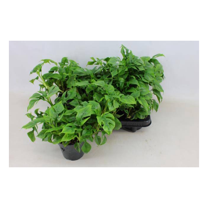 <h4>Monstera deliciosa Piccolo 12Ø 30cm 1pp</h4>