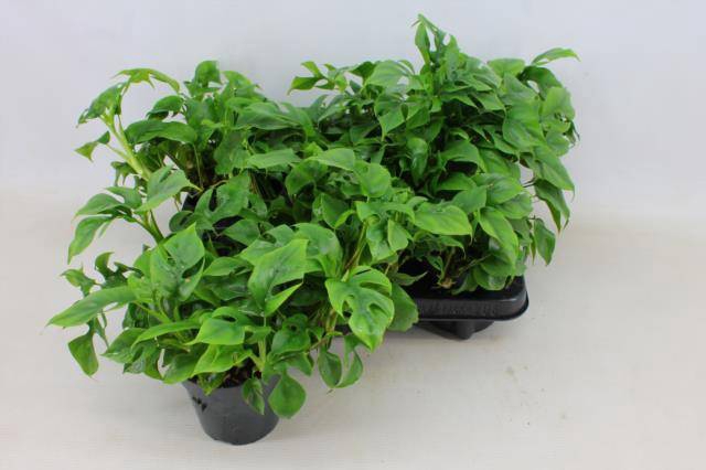 Monstera deliciosa Piccolo 12Ø 30cm 1pp