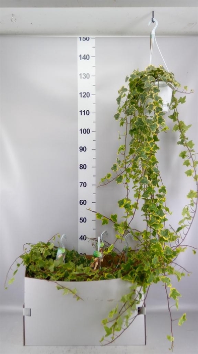 <h4>Hedera helix 'Goldchild'</h4>