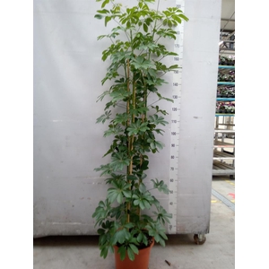 Schefflera arbor. 'Compacta'