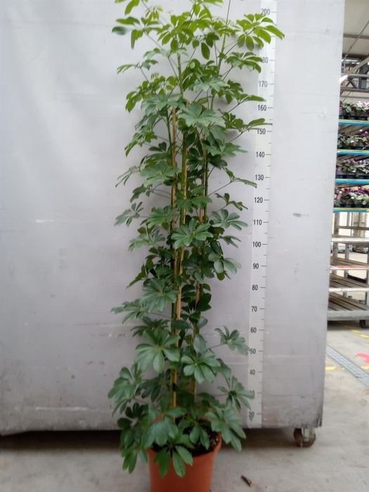 <h4>Schefflera arbor. 'Compacta'</h4>