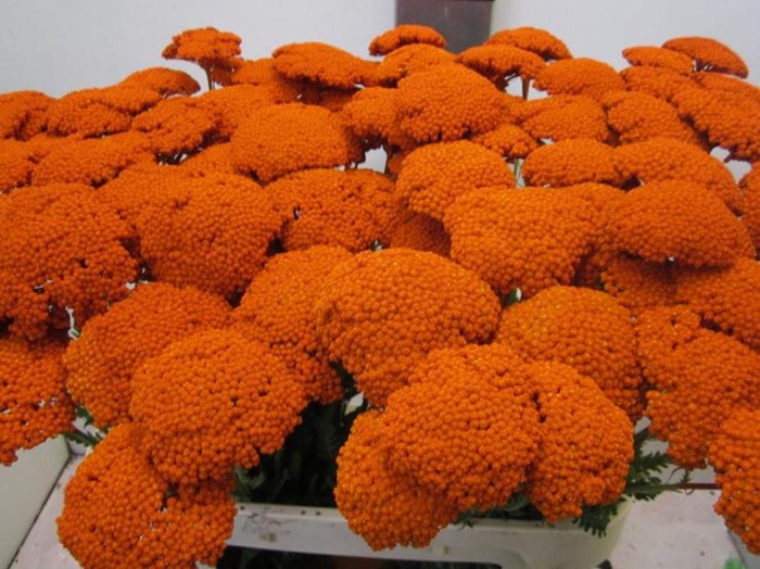 Achillia Oranje