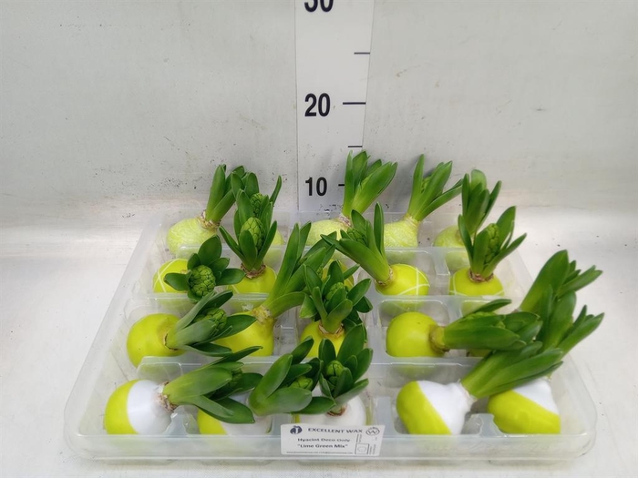 <h4>Hyacinthus orie.   ...waxed L%</h4>