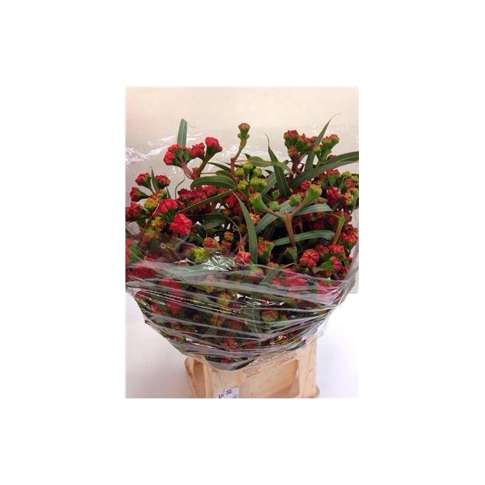<h4>Euc Cardinale 500 Gr</h4>