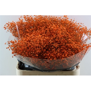 Gyps Grof Orange (dip)