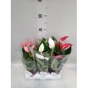 Anthurium   ...mix