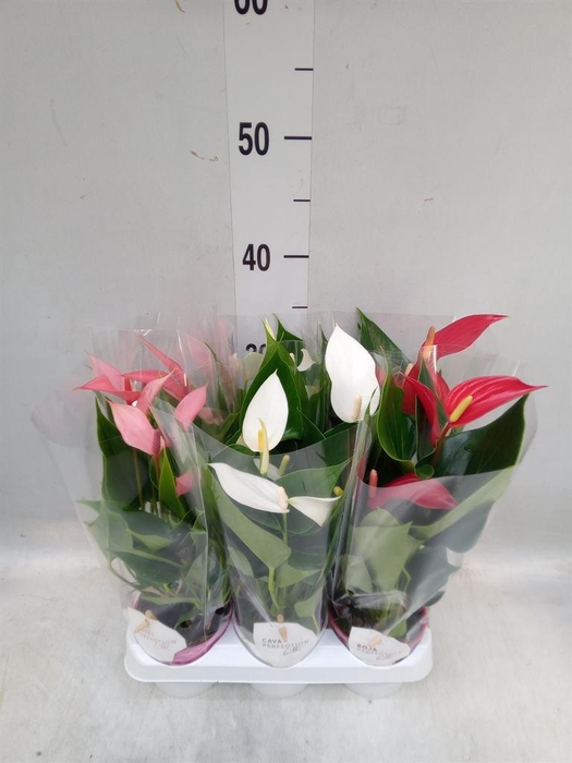 <h4>Anthurium ...mix</h4>