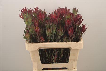 <h4>Leucad Sal Blush</h4>