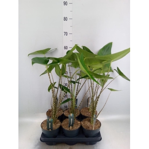 Alocasia zebrina
