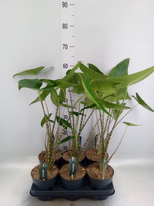 Alocasia zebrina