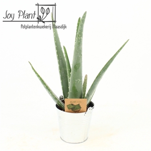 Aloe Vera P10,5 in zink pot