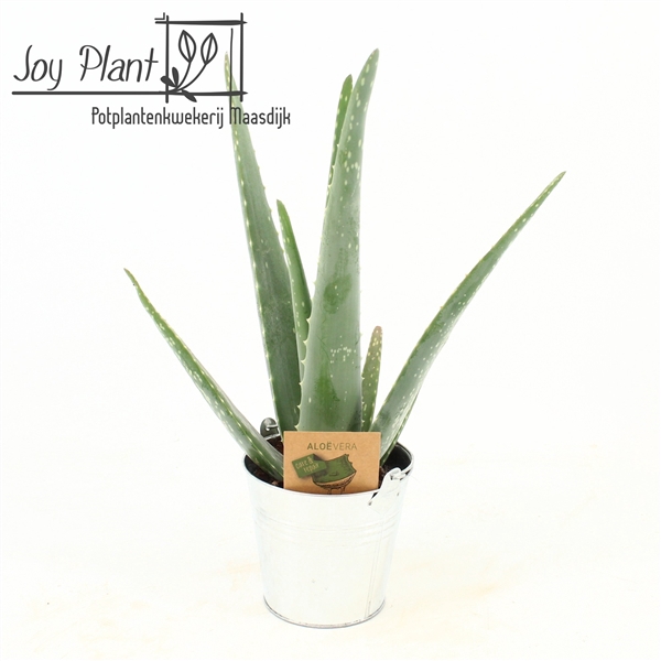 <h4>Aloe Vera P10,5 in zink pot</h4>