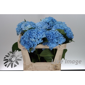 Hydrangea royal symphony blue