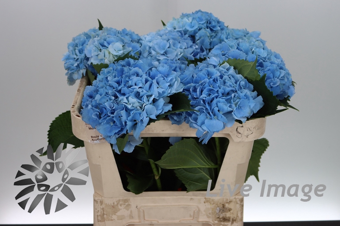 <h4>Hydrangea royal symphony blue</h4>