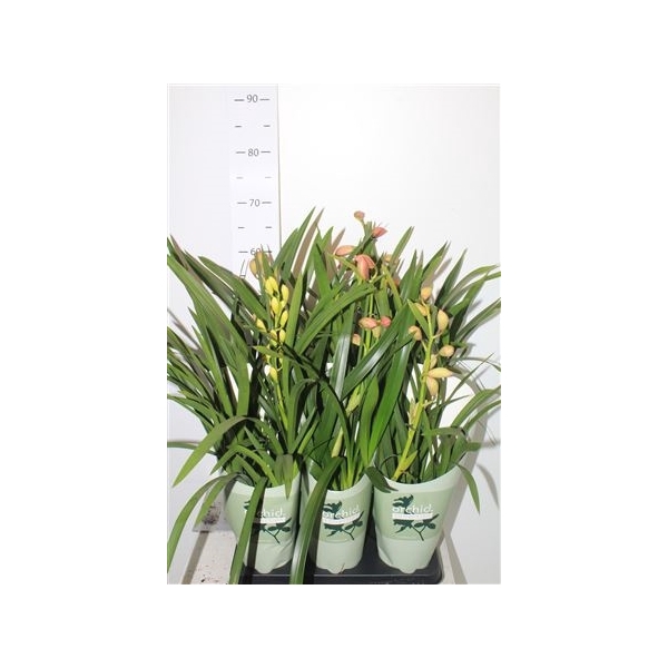 <h4>Cymbidium Gem 1 Branche</h4>