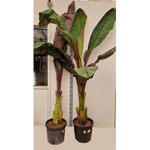 ENSETE VENT MAURELII 260CM
