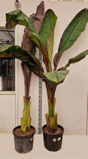 <h4>ENSETE VENT MAURELII 260CM</h4>