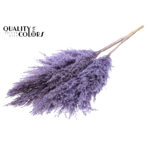 Pampas Grass 100cm 5st/bunch Frosted Milka
