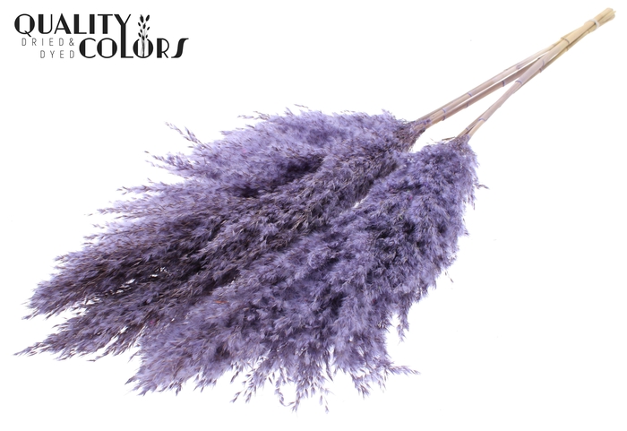 <h4>Pampas Grass 100cm 5st/bunch Frosted Milka</h4>