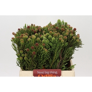 KAAPS GROEN BRUNIA FRAGARIOIDES (CL